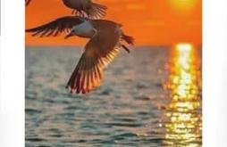 Morning Whatsapp Status Video