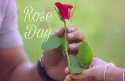 New Rose Day Status Video 2022 |  7 February 2022 Rose Day Video Status