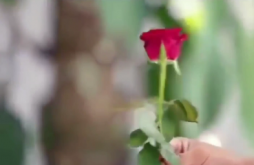 Romantic Rose Day Whatsapp Status Video