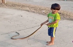 5 ફૂટ લાંબા સાંપ નું એક બાળકે પકડી લીધું પુંછ  પછી સાંપ નું જે થયું  તે જોવા જેવું છે