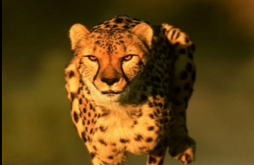 Attitude Status Video Download