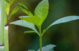 Environment Day Status Video