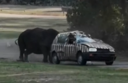 ગેંડાનો મગજ છટક્યો અને ડ્રાઈવર સહિત કાર વાળી દીધો કચ્ચરઘાણ