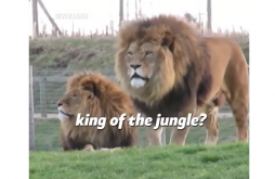 Motivational Speech English Video Status