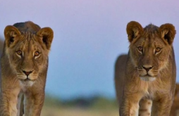 New Attitude Video Status