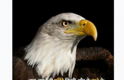 Attitude Status Video