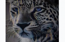 Attitude Video Status