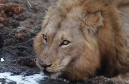 Best Attitude Video Status 2022