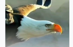 Best Attitude Video Status 2022