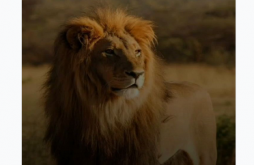 Boy Attitude Video Status