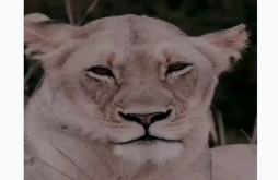 Boys Attitude Shayari  Status Video