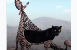 New Attitude Video Status 2022