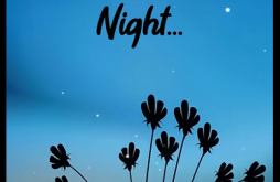 Good Night Whatapp Status Video