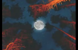 Sweet Dreams Whatapp Status Video