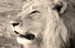 Gujarati Dayro Rajbha Gadhvi Video Status