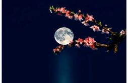 Latest Good Night Whatsapp Video Status