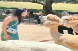 best funyy status video for 2023