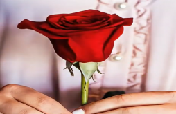 propse|rose day with new status for 2023