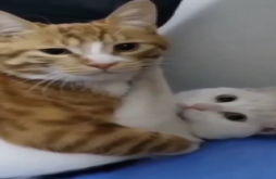 Funny | Funny video status dawonload