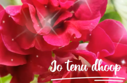 Rose Day  Rose Day couple video status