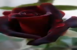Rose Day | Rose Day video status dawonload