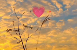 Good morning Full Screen video status dawonload