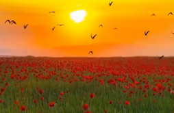 Good Morning status video dawonload