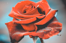 Rose Day | Rose Day new video status dawonload