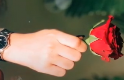 Rose Day | Rose Day new whatsapp video status