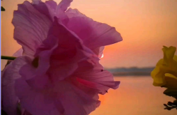 Good morning video status