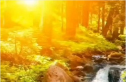 Good Morning whatsapp video status